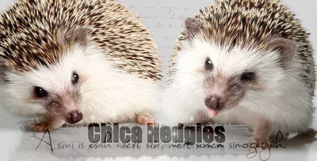 Chica Hedgies 